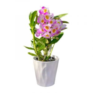 Dendrobium Orchids - St Albans Flower Market