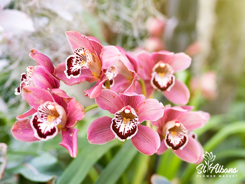 Is it easy to take care of cymbidium plants?