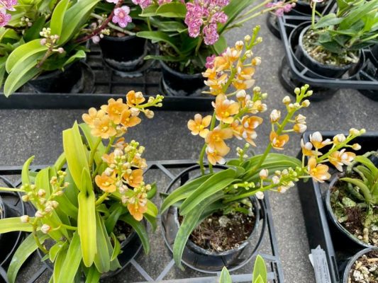 Sarcochilus Orchids - What is it and how to take of them