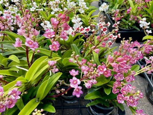 What is Sarcochilus Orchids? 8 Sarcochilus Orchids - What is it and how to take of them